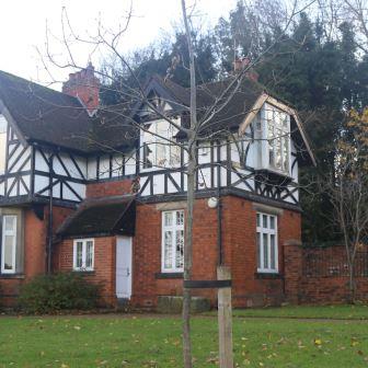 Ceremonial tree planted in local park to commemorate King’s coronation