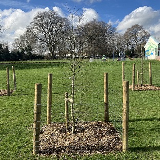 Planting trees to celebrate the coronation and tackle climate change