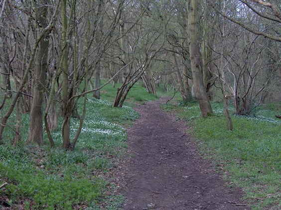 Lane in Cobnarwood