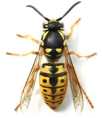 Wasp