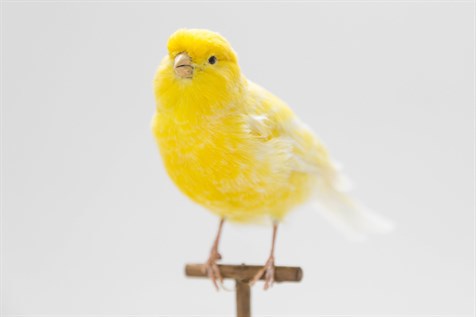 Canary